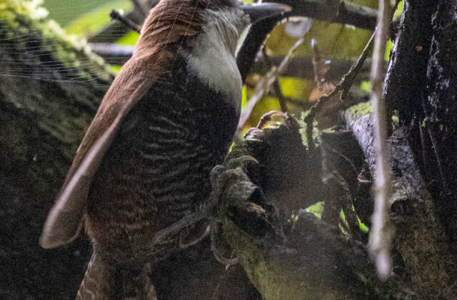 Black-bellied Wren