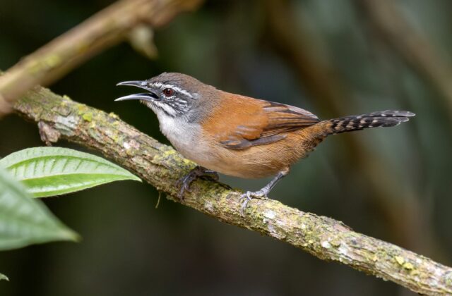 Moustached Wren