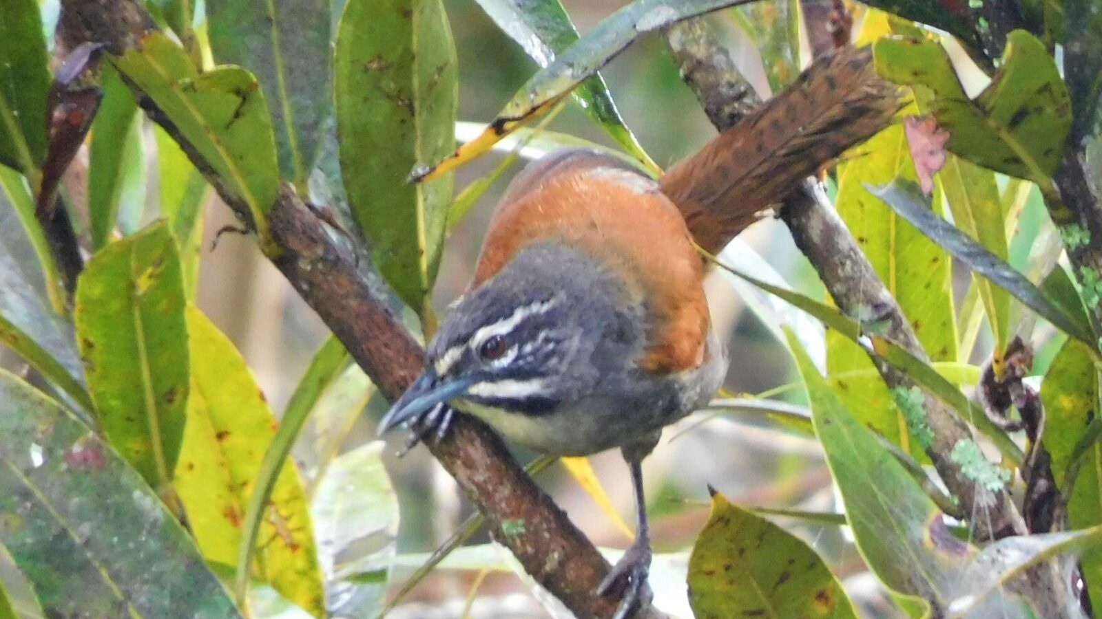 Whiskered Wren