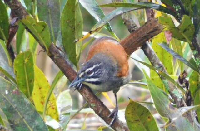 Whiskered Wren