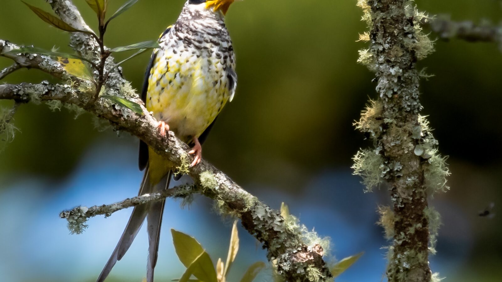Swallow-tailed Cotinga
