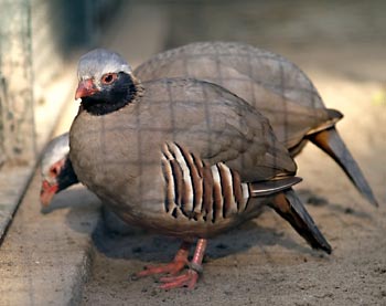 Philby’s Partridge