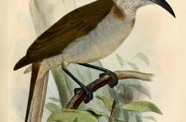 New Britain Friarbird