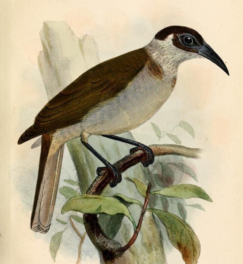 New Britain Friarbird