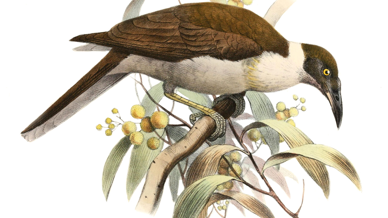 Manus Friarbird