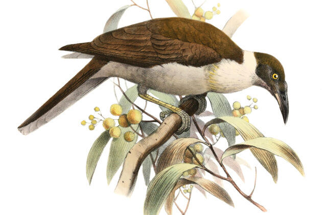Manus Friarbird