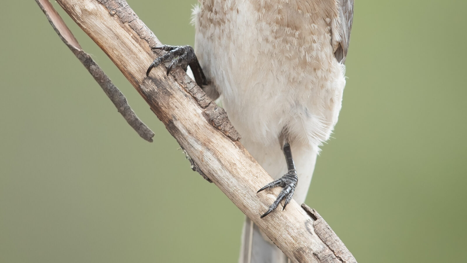 Noisy Friarbird
