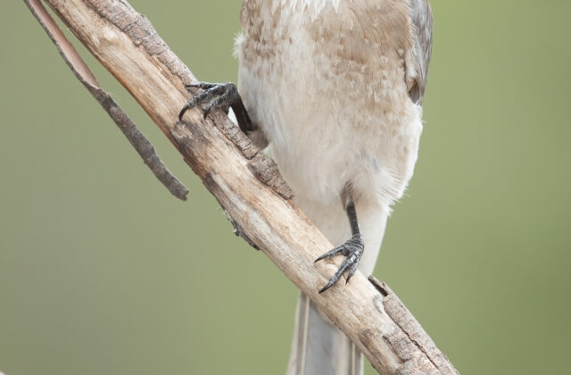 Noisy Friarbird