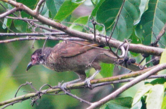 Morotai Friarbird