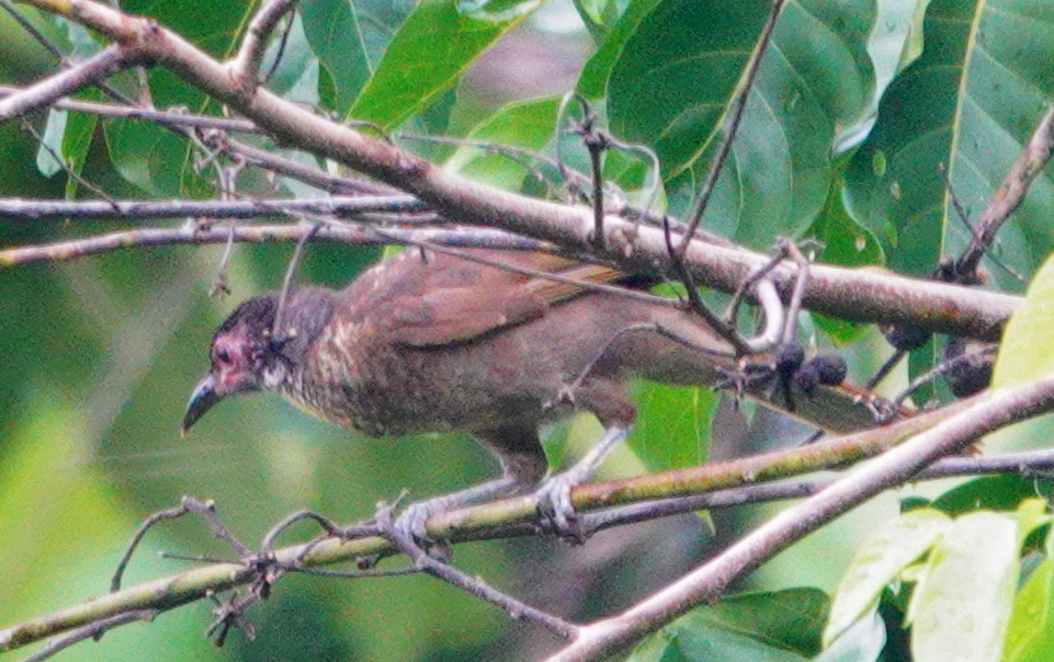 Morotai Friarbird