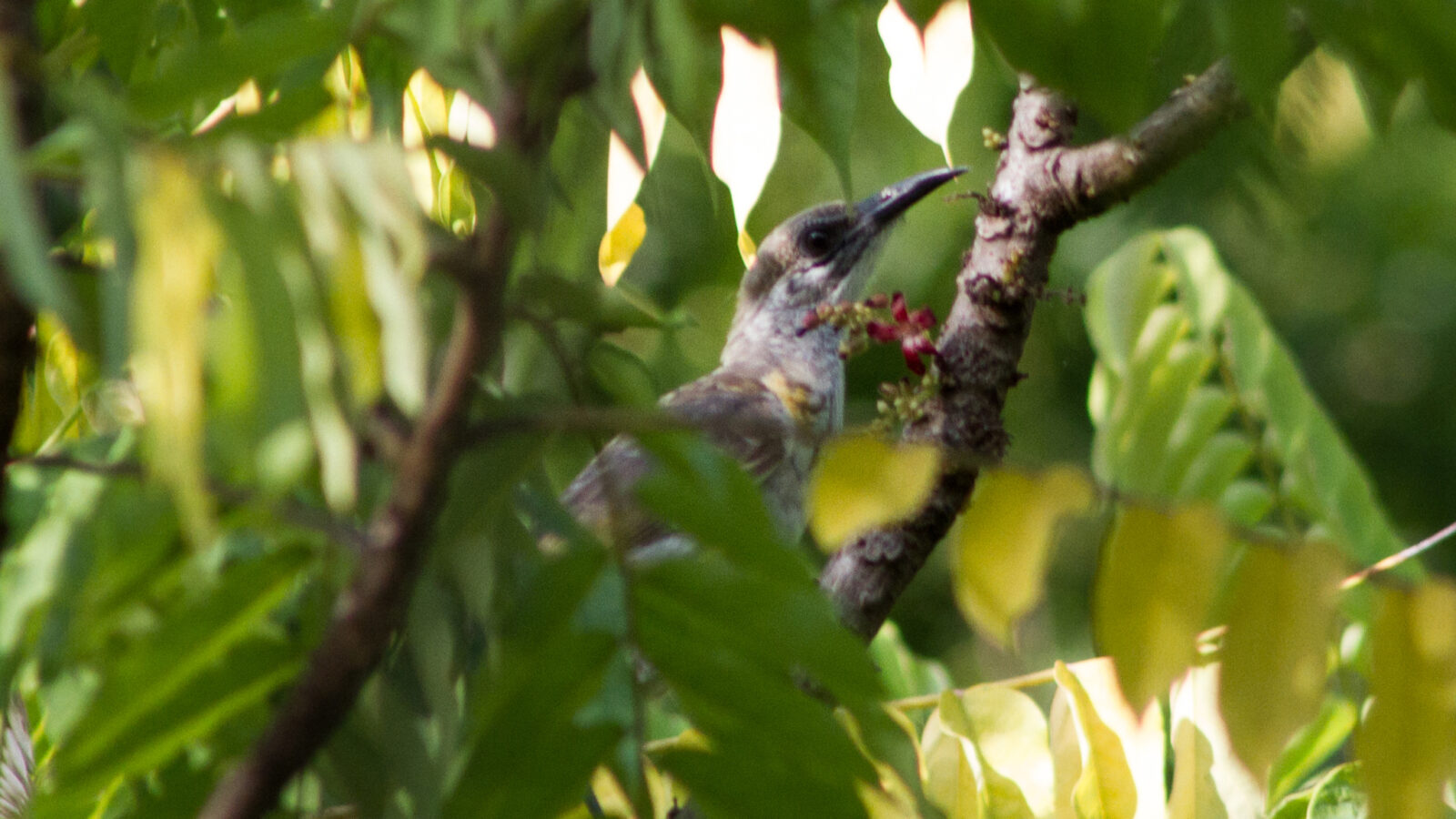 Timor Friarbird