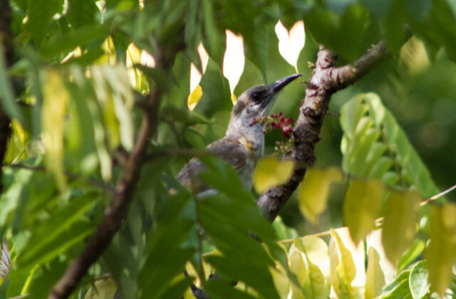 Timor Friarbird