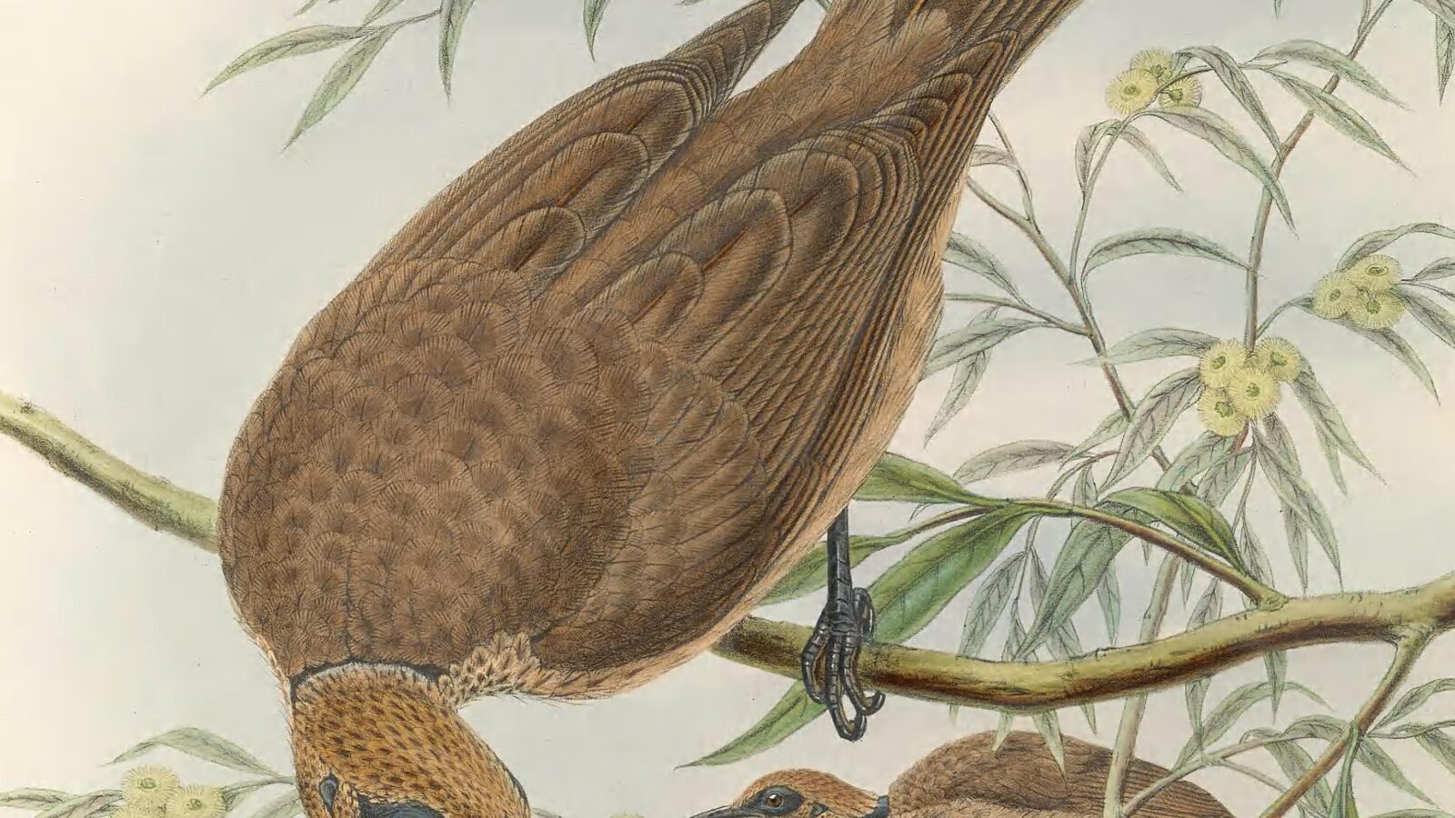 Tanimbar Friarbird