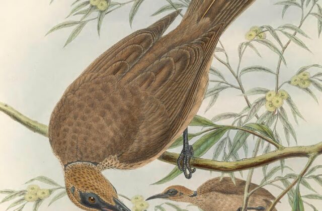 Tanimbar Friarbird