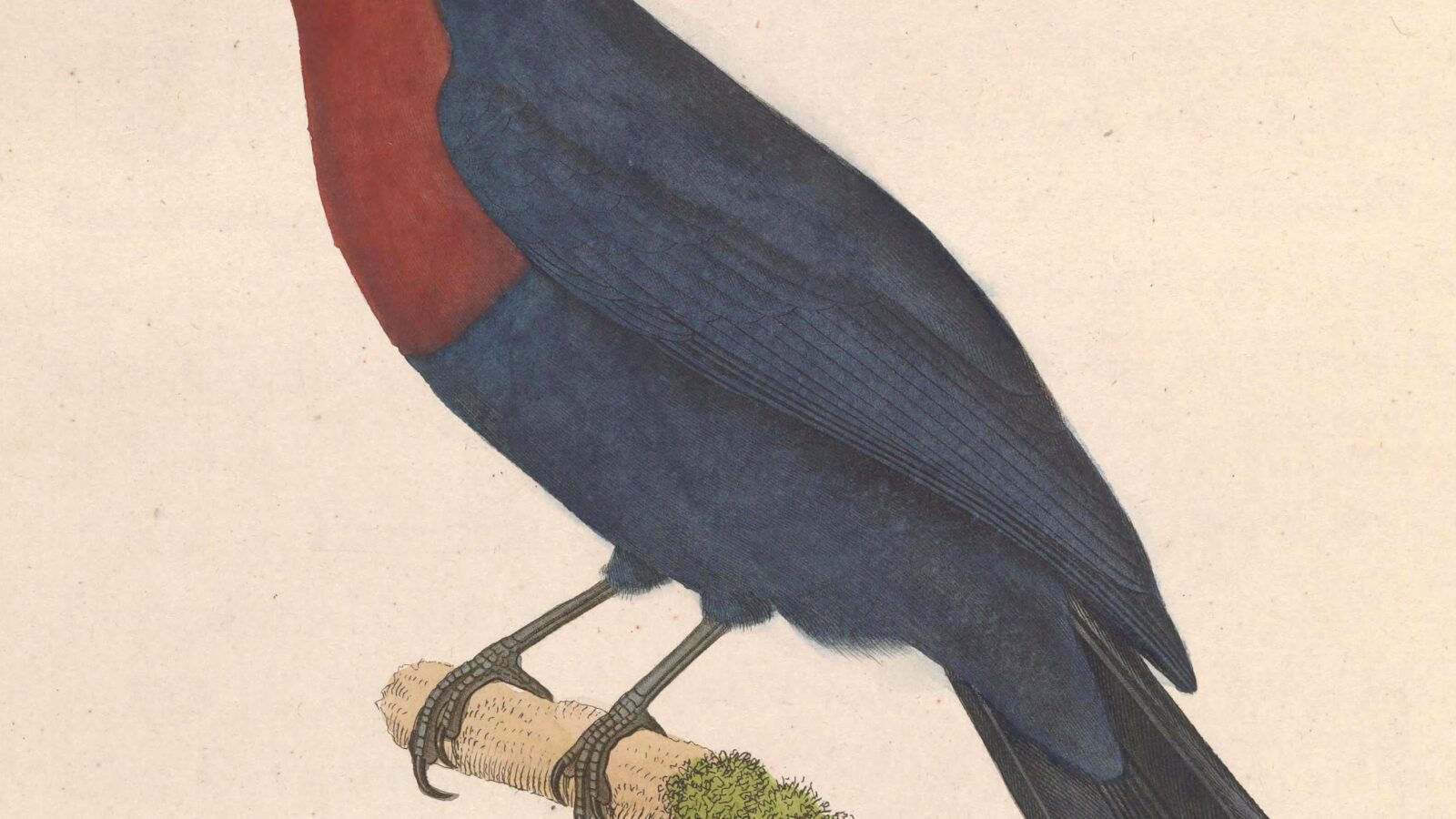 Maroon-breasted Philentoma