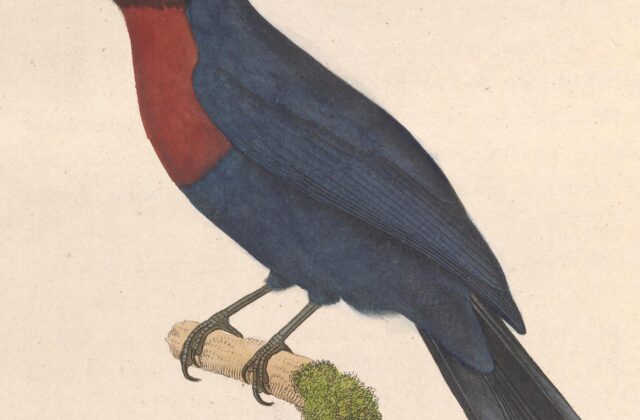 Maroon-breasted Philentoma