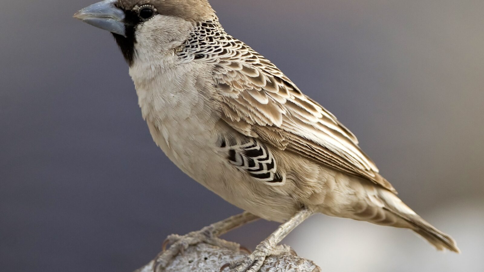 Sociable Weaver