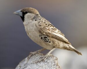Sociable Weaver