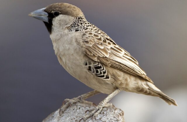Sociable Weaver