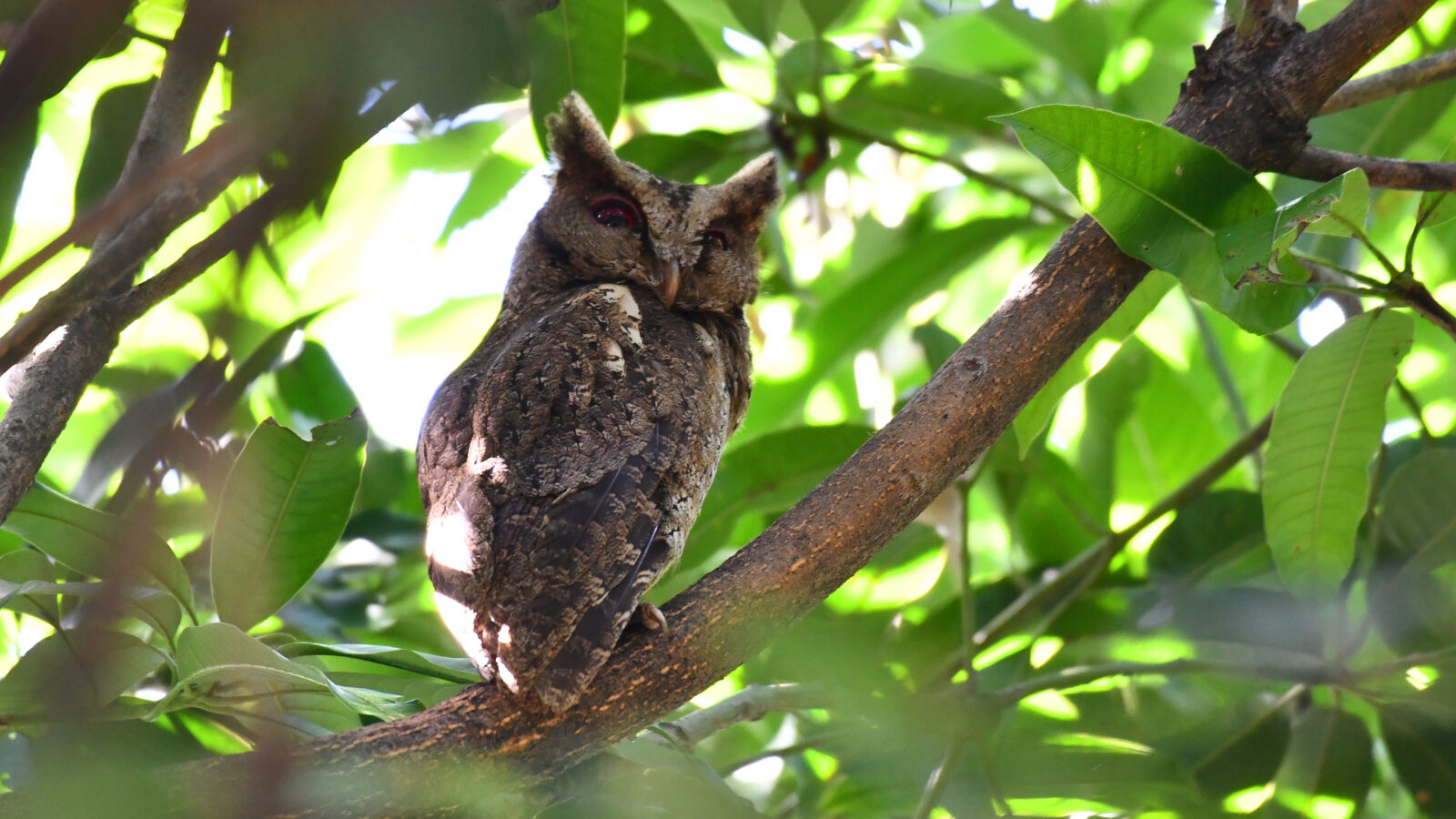 Philippine Scops Owl