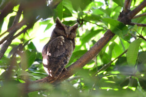 Philippine Scops Owl