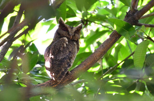 Philippine Scops Owl