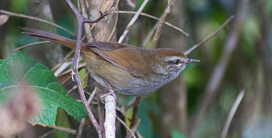 Philippine Bush Warbler
