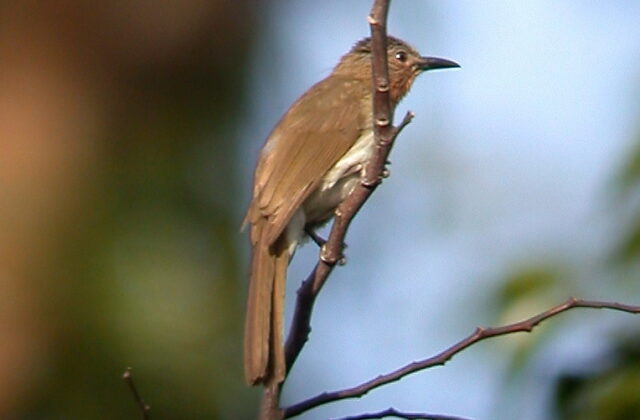 Philippine Bulbul