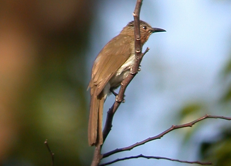 Philippine Bulbul