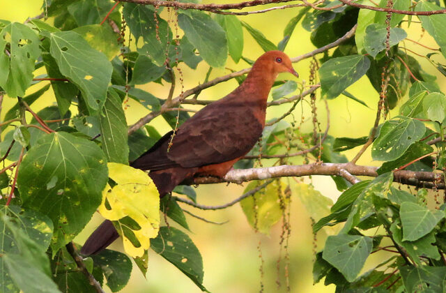 Philippine Cuckoo-Dove