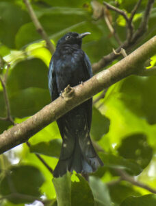 Philippine Drongo-Cuckoo