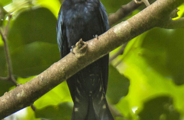 Philippine Drongo-Cuckoo