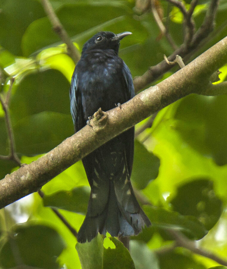 Philippine Drongo-Cuckoo
