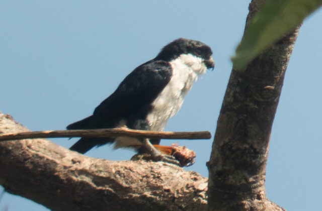 Philippine Falconet