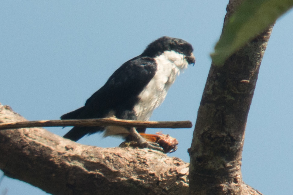 Philippine Falconet