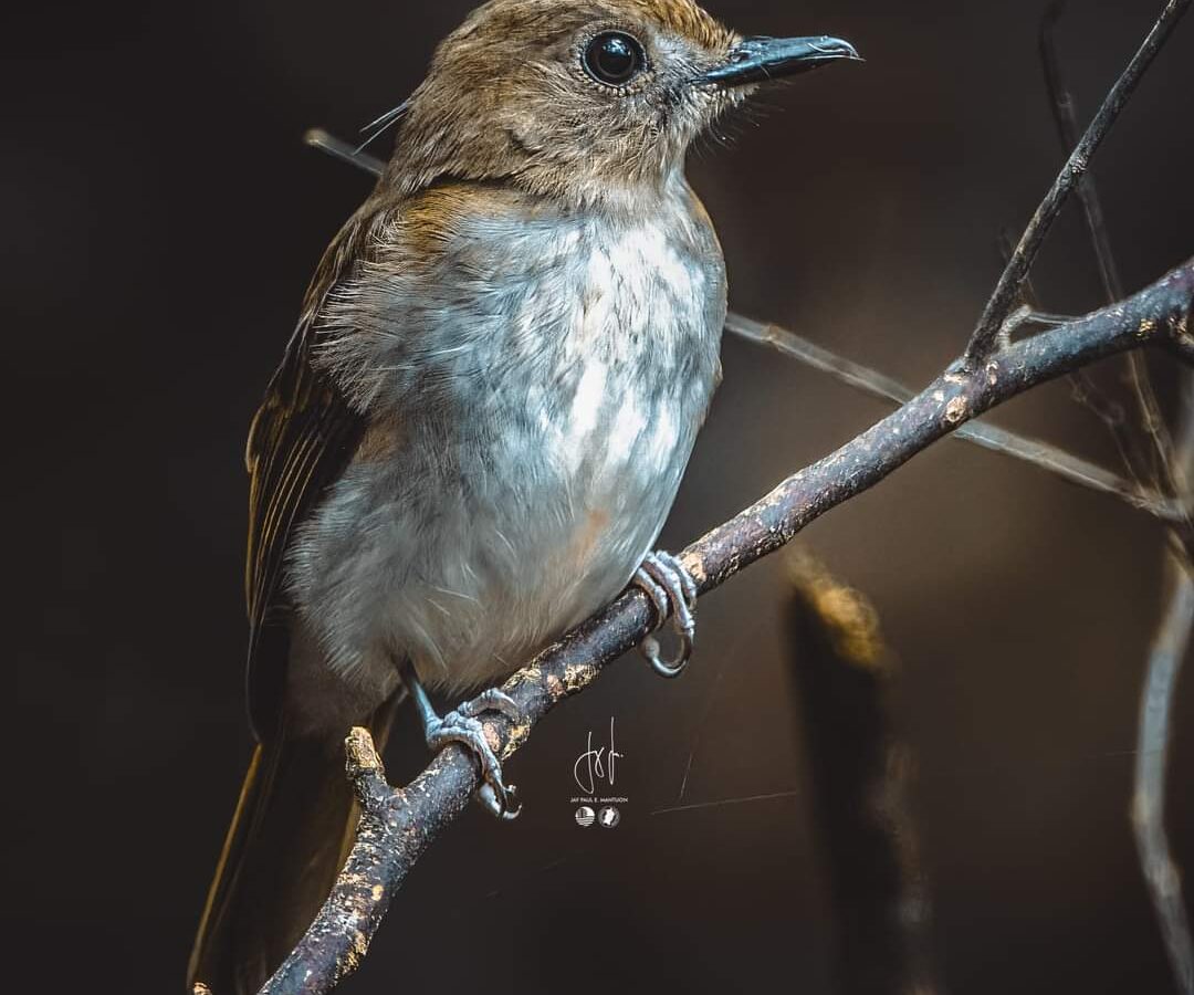 Philippine Jungle Flycatcher
