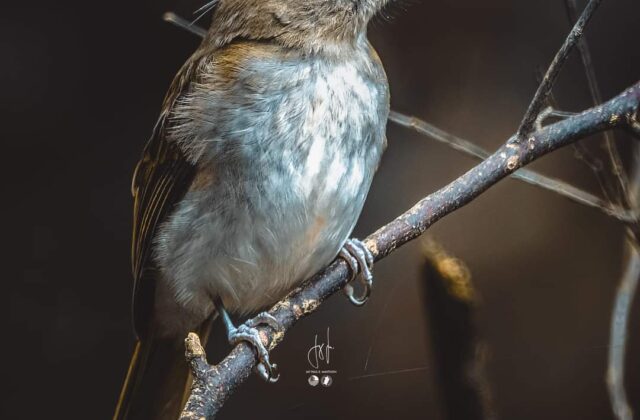 Philippine Jungle Flycatcher