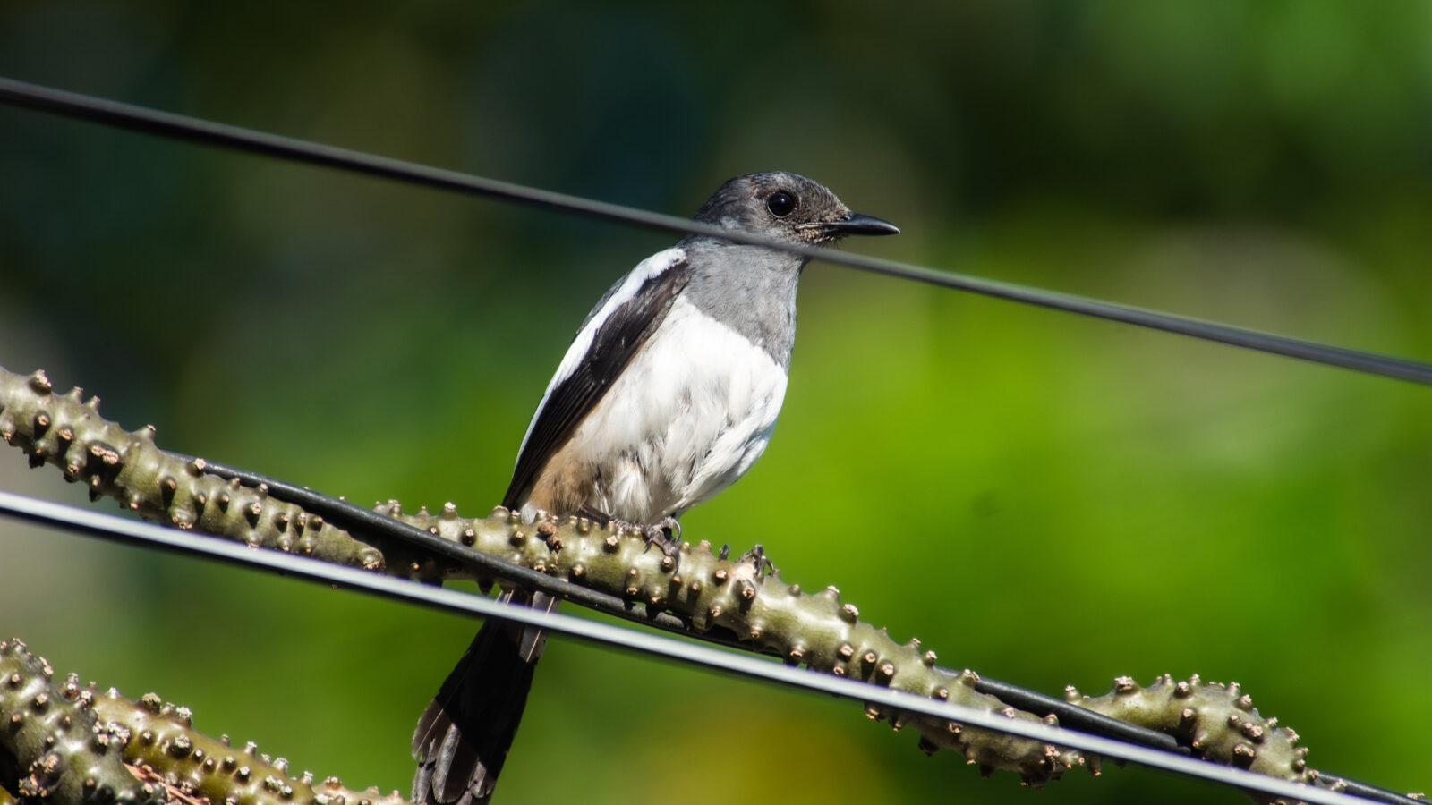 Philippine Magpie-Robin