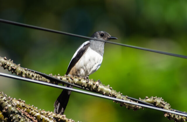 Philippine Magpie-Robin