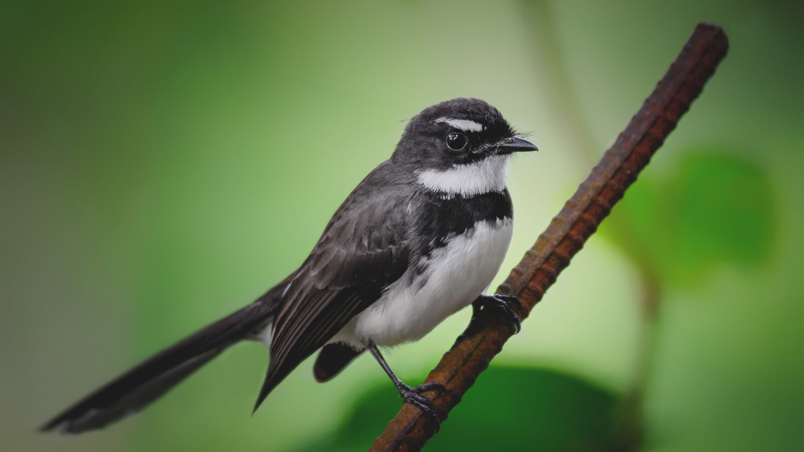 Philippine Pied Fantail