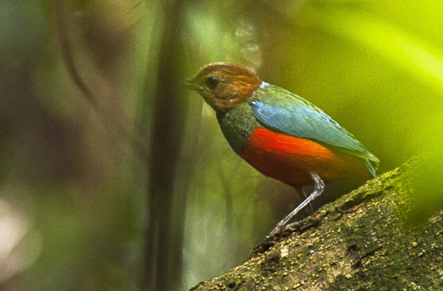 Philippine Pitta