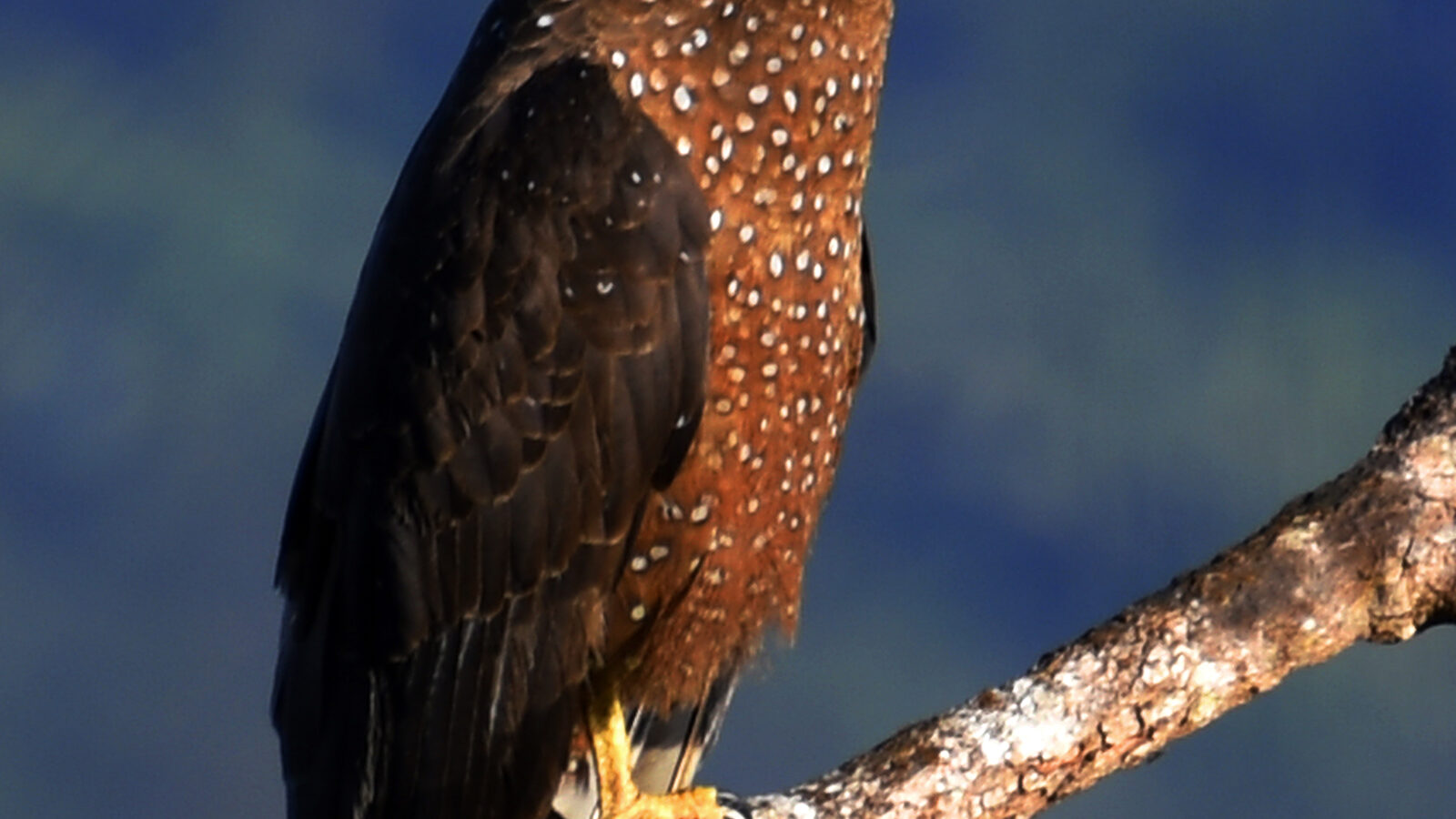 Philippine Serpent Eagle