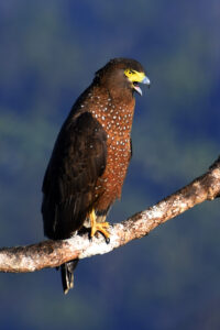 Philippine Serpent Eagle