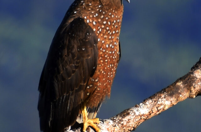 Philippine Serpent Eagle