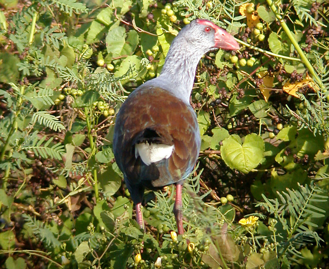 Philippine Swamphen