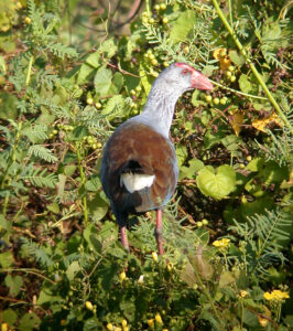 Philippine Swamphen