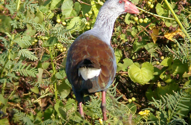 Philippine Swamphen