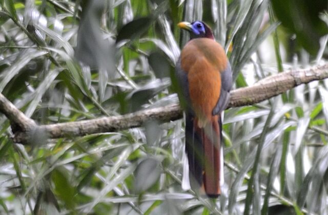 Philippine Trogon