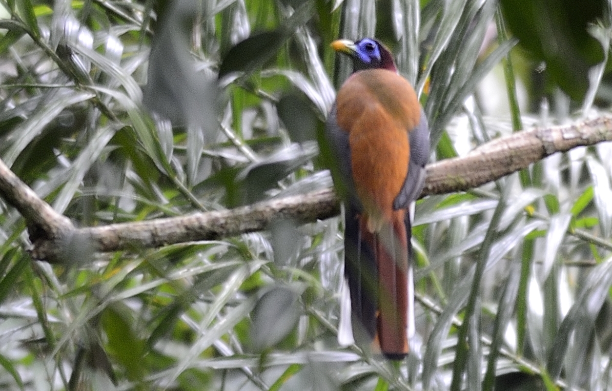 Philippine Trogon