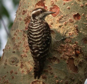 Philippine Pygmy Woodpecker